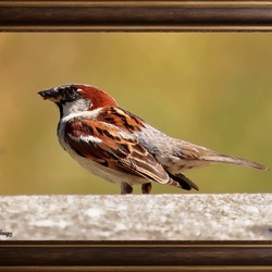 Jean Palmade Images